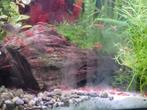 Rode garnalen (neocaridina) - dendermonde, Dieren en Toebehoren, Vissen | Aquariumvissen