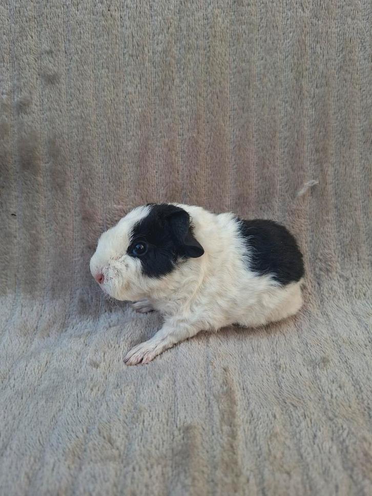 Jong us teddy zeugje, Dieren en Toebehoren, Knaagdieren, Vrouwelijk, Cavia, Januari, Tam