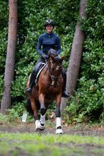 Knappe en sociale ruin zoekt 5 ️- thuis, Animaux & Accessoires, Chevaux, Cheval de dressage, 11 ans ou plus, Hongre, Vermifugé