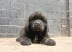 Prachtige newfoundlander pupjes, Dieren en Toebehoren, België, Fokker | Hobbymatig, Overige rassen, CDV (hondenziekte)