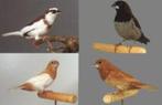 japanse meeuwtjes vogels