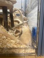 gerbils + kooi, Dieren en Toebehoren