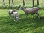 lammeren, Animaux & Accessoires, Moutons, Chèvres & Cochons, Mouton, Plusieurs animaux, 0 à 2 ans