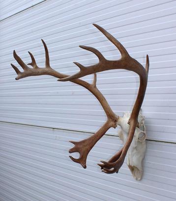 Groot gewei ALASKA KARIBOE (rendier) beschikbaar voor biedingen