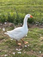 2 ganzen mannetjes te koop, Mannelijk, Gans of Zwaan