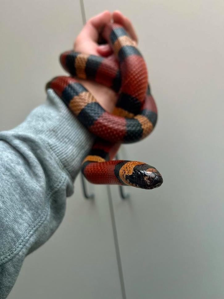 0.1 Lampropeltis polyzona campbelli, Dieren en Toebehoren, Reptielen en Amfibieën, Slang, 3 tot 6 jaar, Tam