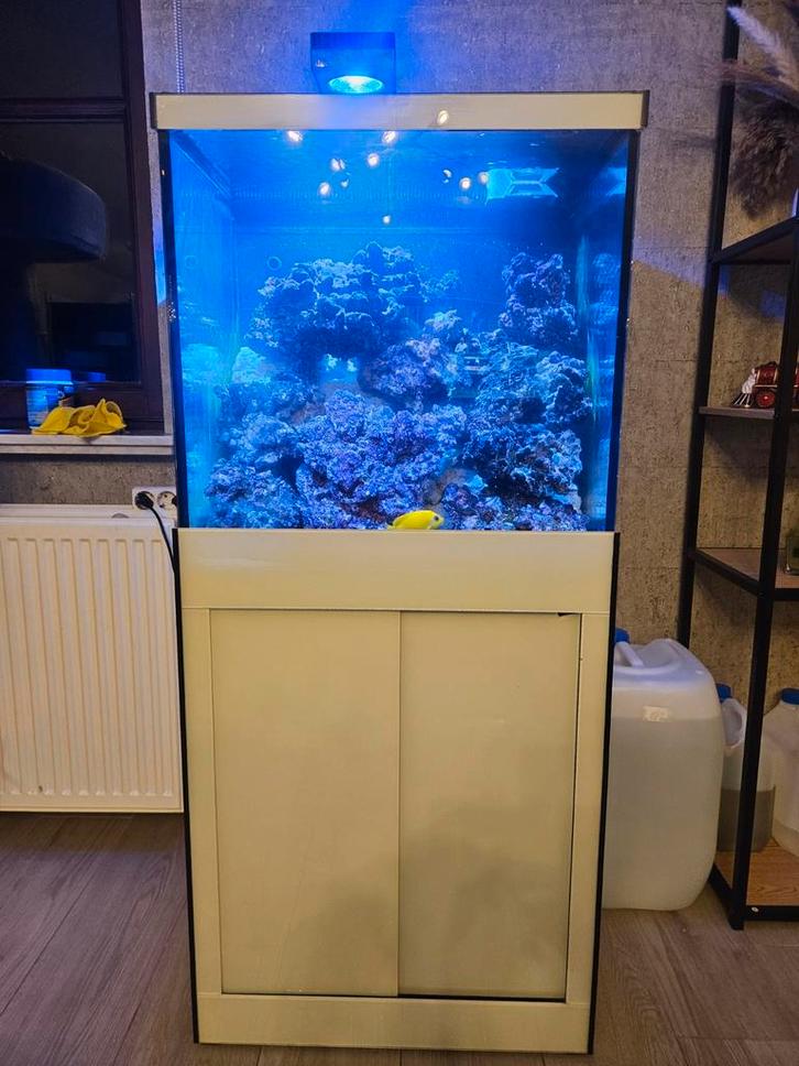 Compleet zeeaquarium, Dieren en Toebehoren, Vissen | Aquaria en Toebehoren, Ophalen