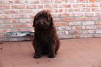 Chocolade Medium Labradoodle pups (40-45cm schofthoogte), Dieren en Toebehoren, België, Overige rassen, CDV (hondenziekte), 8 tot 15 weken