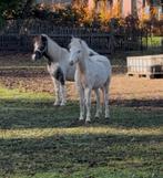 Merrie, STER,KAMPIOEN,minipaard,miniatuurpaard,NMPRS,pony, Animaux & Accessoires, Poneys, Poney de récréation, Poney A (jusqu'à 1.17 m)