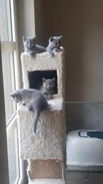 BRITSE KORTHAAR KITTENS MET STAMBOOM, Dieren en Toebehoren, Katten en Kittens | Raskatten | Korthaar, Gechipt, 0 tot 2 jaar