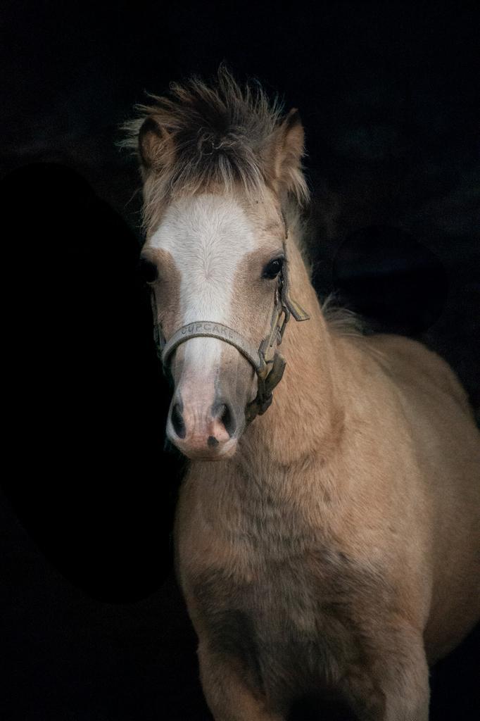 Valk welsh veulen, Dieren en Toebehoren, Pony's, Hengst