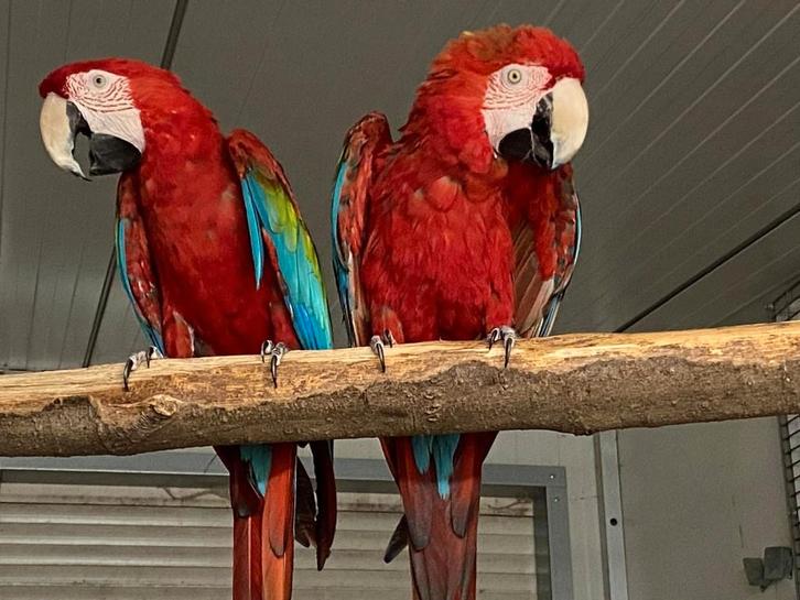 ❤️ Heel mooi kweekkoppel groenvleugelara, Dieren en Toebehoren, Vogels | Parkieten en Papegaaien, Papegaai, Meerdere dieren, Geringd