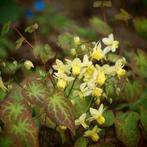 Epimedium / Elfenbloem, Ophalen, Winter, Bodembedekkers, Halfschaduw