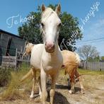 B pony, Dieren en Toebehoren, Hengst, Onbeleerd, B pony (1.17m tot 1.27m), Gechipt