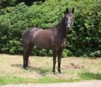 5 jarig springpaard, Dieren en Toebehoren, Paarden, Merrie, Springpaard, Gechipt, L