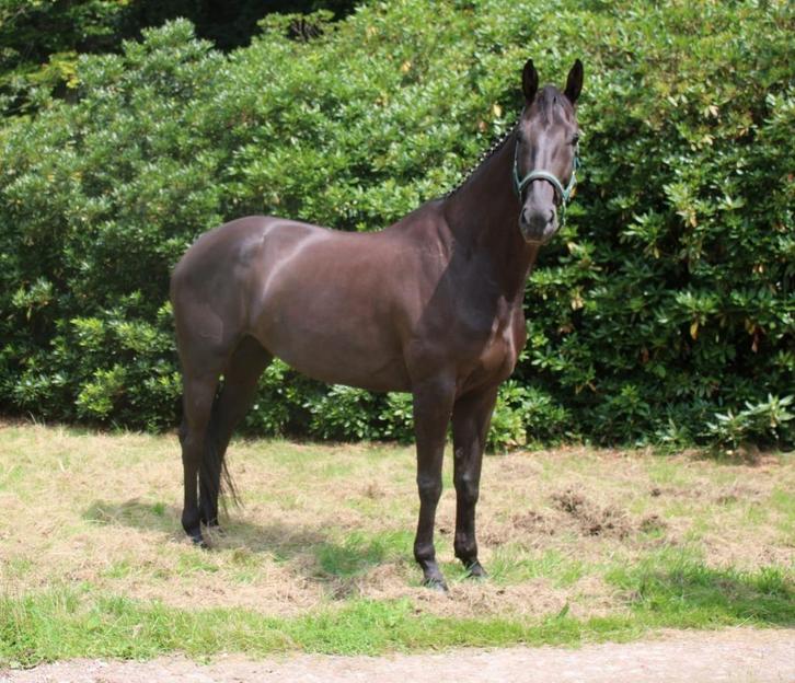5 jarig springpaard, Dieren en Toebehoren, Paarden, Merrie, L, 170 tot 175 cm, 3 tot 6 jaar, Springpaard, Met stamboom, Gechipt
