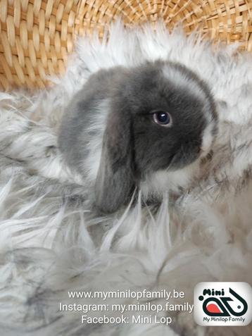 Raszuiver baby minilop konijn voedster (transport mogelijk) beschikbaar voor biedingen