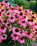 Echinacea purpurea, paarse zonnehoed, Tuin en Terras, Planten | Tuinplanten, Ophalen, Vaste plant