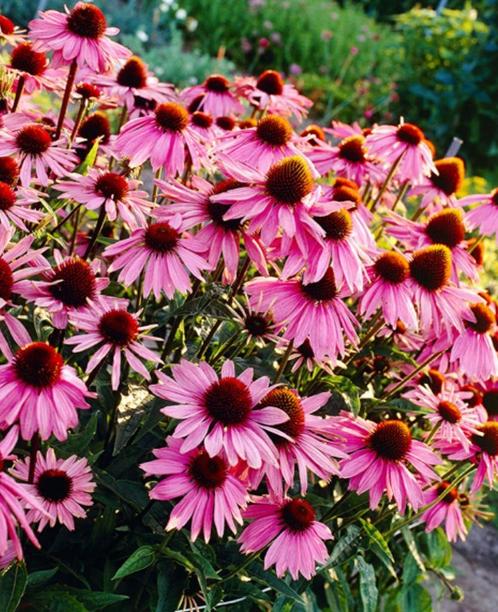 Echinacea purpurea, paarse zonnehoed, Tuin en Terras, Planten | Tuinplanten, Vaste plant, Ophalen