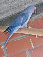 Blauw opaline split violet halsbandparkiet (geringd), Dieren en Toebehoren, Vogels | Parkieten en Papegaaien, Geringd