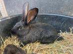 Jonge vlaamse reuzen, Dieren en Toebehoren