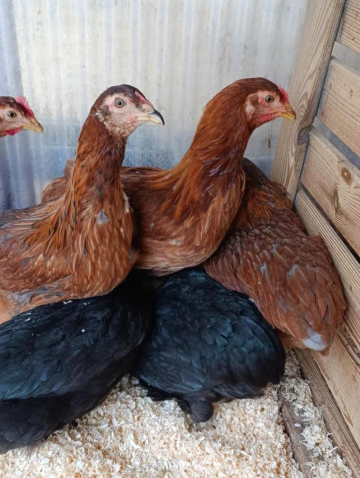 Laatste 17 araucana hennen voor dit jaar 0499/082381, Dieren en Toebehoren, Pluimvee, Kip, Vrouwelijk