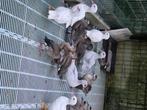Eenden, Dieren en Toebehoren, Pluimvee