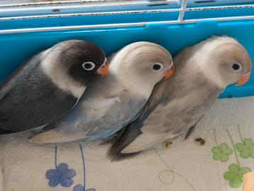 Jonge Agapornis (dwergpapegaai) beschikbaar voor biedingen