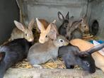 Jonge vleeskonijnen, Dieren en Toebehoren, Meerdere dieren, Groot, 0 tot 2 jaar