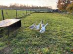 ganzen, Dieren en Toebehoren, Pluimvee