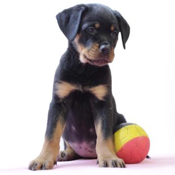 Machtige Rottweiler pups te koop (Belgisch) beschikbaar voor biedingen