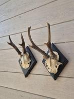 2 Antieke Ree Geweien samen € 25 Jacht Mancave b58, Ophalen of Verzenden, Gebruikt, Hert, Gewei of Kop