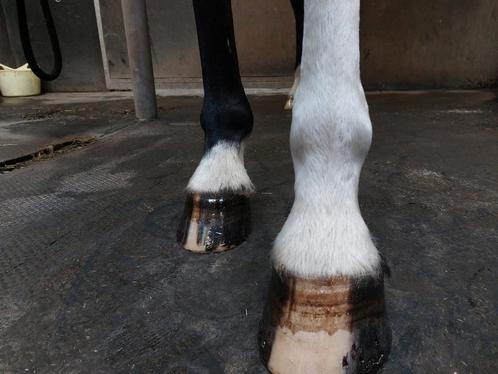 Hoefsmid aangeboden, Dieren en Toebehoren, Paarden en Pony's | Verzorgingsproducten, Zo goed als nieuw, Ophalen of Verzenden