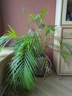 Areca palm 100cm, Huis en Inrichting, Kamerplanten, Ophalen, 100 tot 150 cm, Palm, Halfschaduw