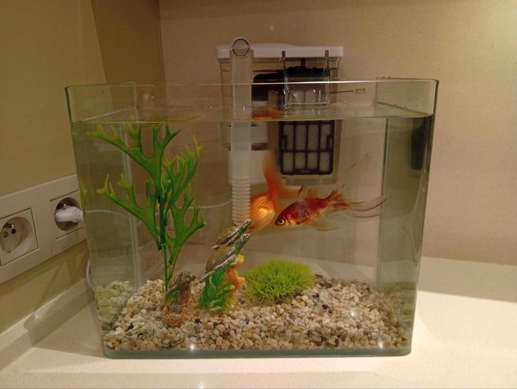 Aquarium met filterpompje en 2 goudvissen, Animaux & Accessoires, Poissons | Aquariums & Accessoires, Enlèvement