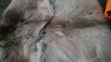 Dierenvachten beschikbaar voor biedingen