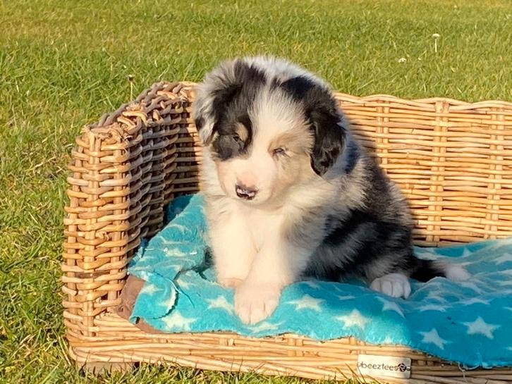 Chiots border collie, Animaux & Accessoires, Chiens | Bergers & Bouviers, Plusieurs animaux, Colley, Éleveur | Professionnel, Plusieurs