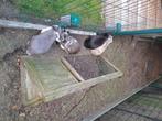 hangoor konijntjes, Dieren en Toebehoren, Konijnen, Vrouwelijk, Hangoor