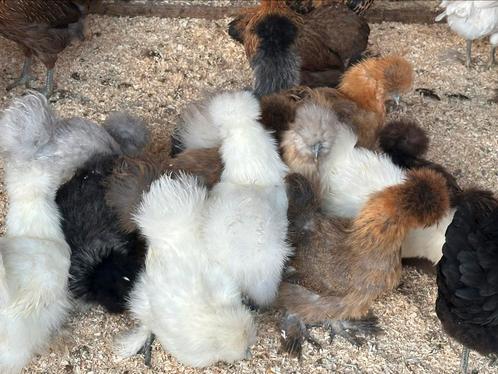 Zijdehoen, cochin kriel, brahma, Dieren en Toebehoren, Pluimvee