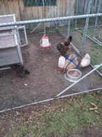 Trio zijdehoenders, Plusieurs animaux, Poule ou poulet