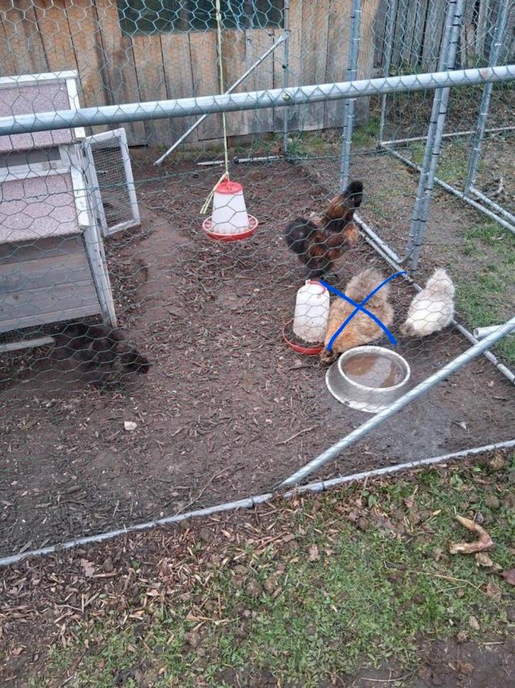 Trio zijdehoenders, Dieren en Toebehoren, Pluimvee, Kip, Meerdere dieren
