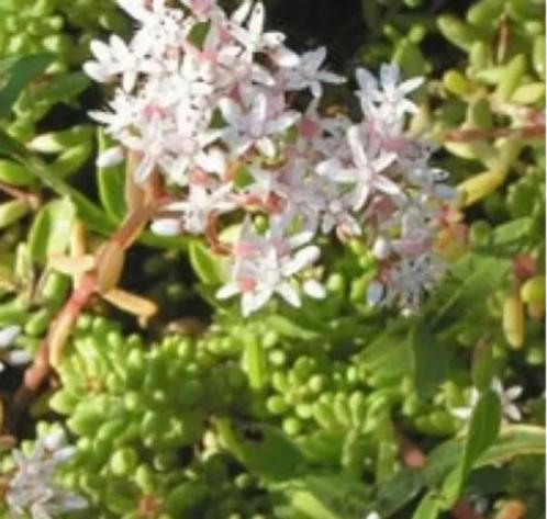 24 Sedum album, witte muurpeper p9, Tuin en Terras, Planten | Tuinplanten, Vaste plant, Bodembedekkers, Volle zon, Zomer, Ophalen