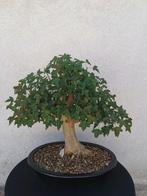 Bonsai Acer buergerianum in geglazuurde schaal., Ophalen of Verzenden