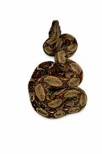 Boa imperator, Animaux & Accessoires, Reptiles & Amphibiens, Serpent, Domestique, 0 à 2 ans