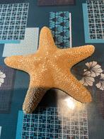 Zeester, Verzamelen, Ophalen of Verzenden