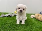 Nestje MINI Maltezer pups, België, Maltezer, CDV (hondenziekte), 8 tot 15 weken