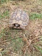 Griekse landschildpad chip en cites, Dieren en Toebehoren, Schildpad, 11 jaar of ouder