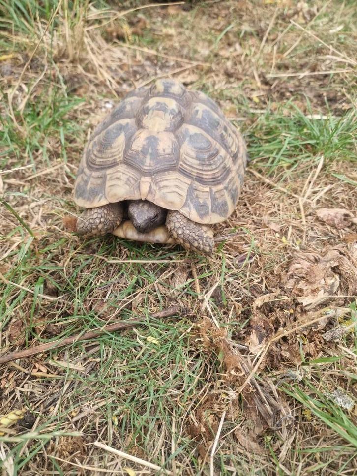 Griekse landschildpad chip en cites, Dieren en Toebehoren, Reptielen en Amfibieën, Schildpad, 11 jaar of ouder