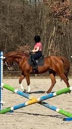 Volledig papieren ruin | Selle Luxembourgeois, Dieren en Toebehoren, Ruin, L
