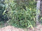 Bamboe, Tuin en Terras, Planten | Tuinplanten, Ophalen of Verzenden